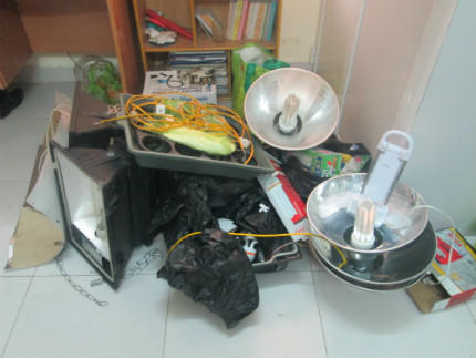 Triệt phá nhóm đối tượng trồng cần sa giữa thành phố Cảng